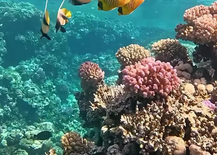 In Coral Private Sultan Resort *